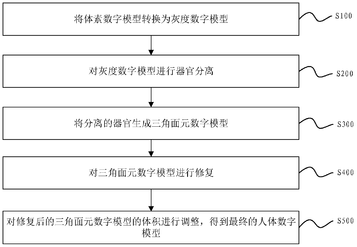 Human body digital model design method, system and model for radiation protection