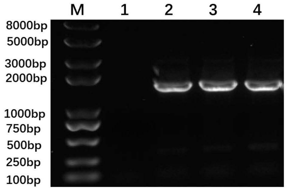 Sensitized polystyrene nanospheres for detecting antibody to canine parvovirus structural protein VP2, preparation method and application thereof