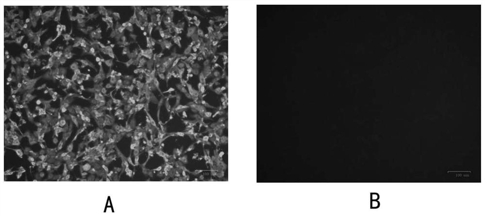 Sensitized polystyrene nanospheres for detecting antibody to canine parvovirus structural protein VP2, preparation method and application thereof