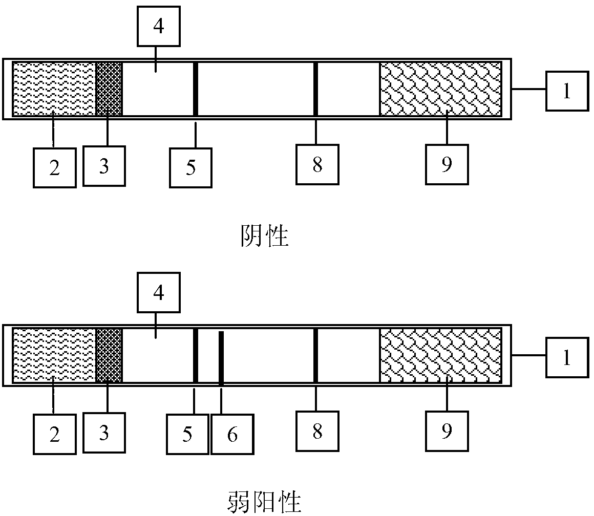 Human blood HSP70 antibody colloidal gold-labeled detection test strip and preparation method thereof