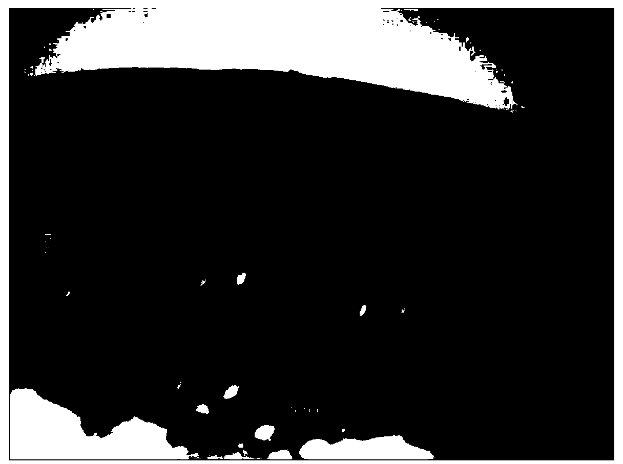 Method for rapidly sectioning and dyeing miscanthus plants