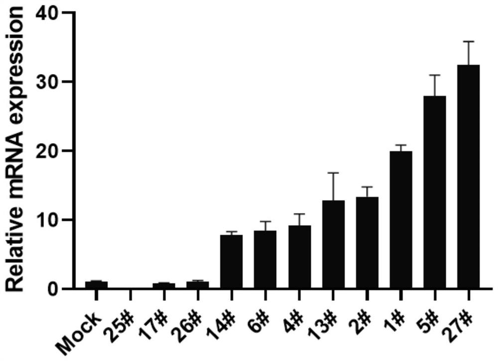 Method for screening glutamine transporter inhibitor, inhibitor screened by adopting method and application of inhibitor