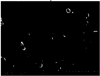 Ellipsoidal nitrogen-doped mesoporous carbon, and preparation method and applications thereof