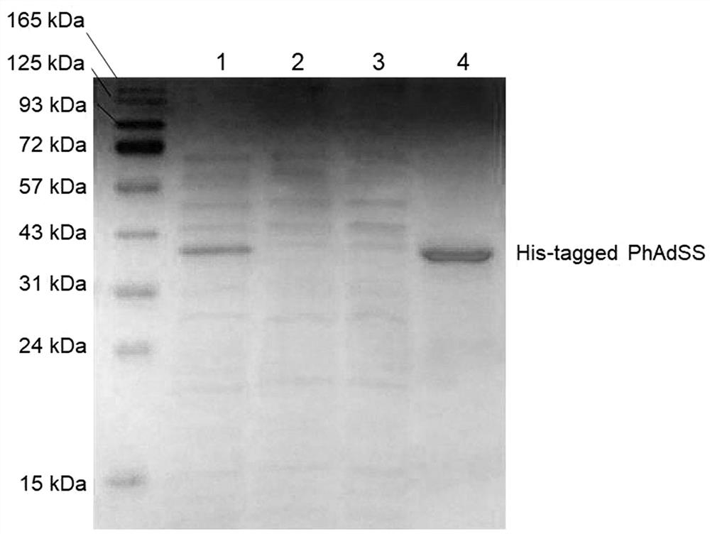 A kind of preparation method of adenylyl succinic acid or salt