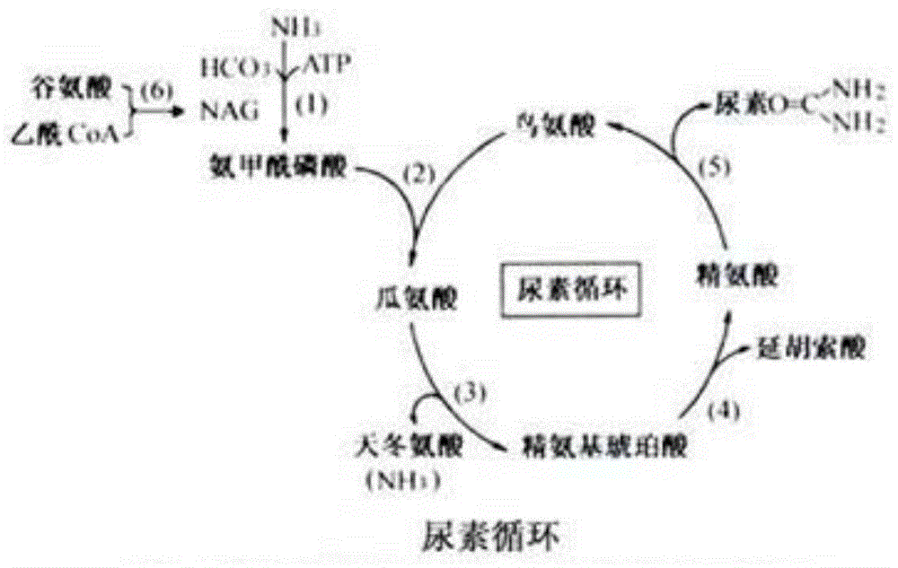 Arginase from Cordyceps sinensis, its coding gene and its application