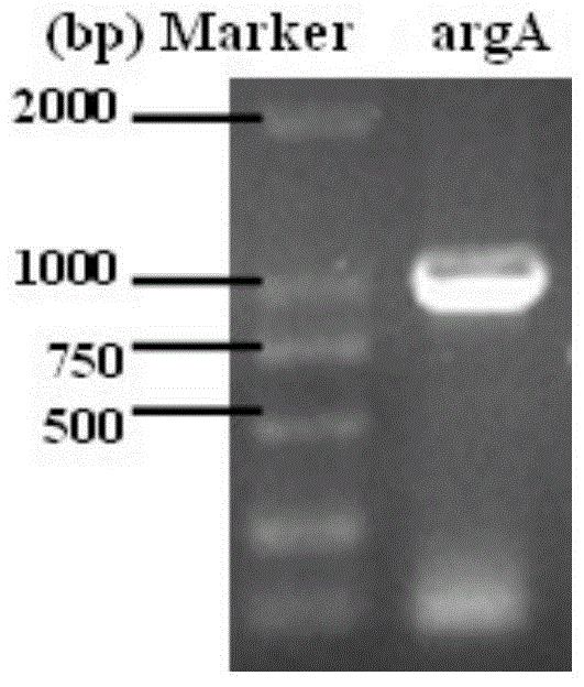 Arginase from Cordyceps sinensis, its coding gene and its application