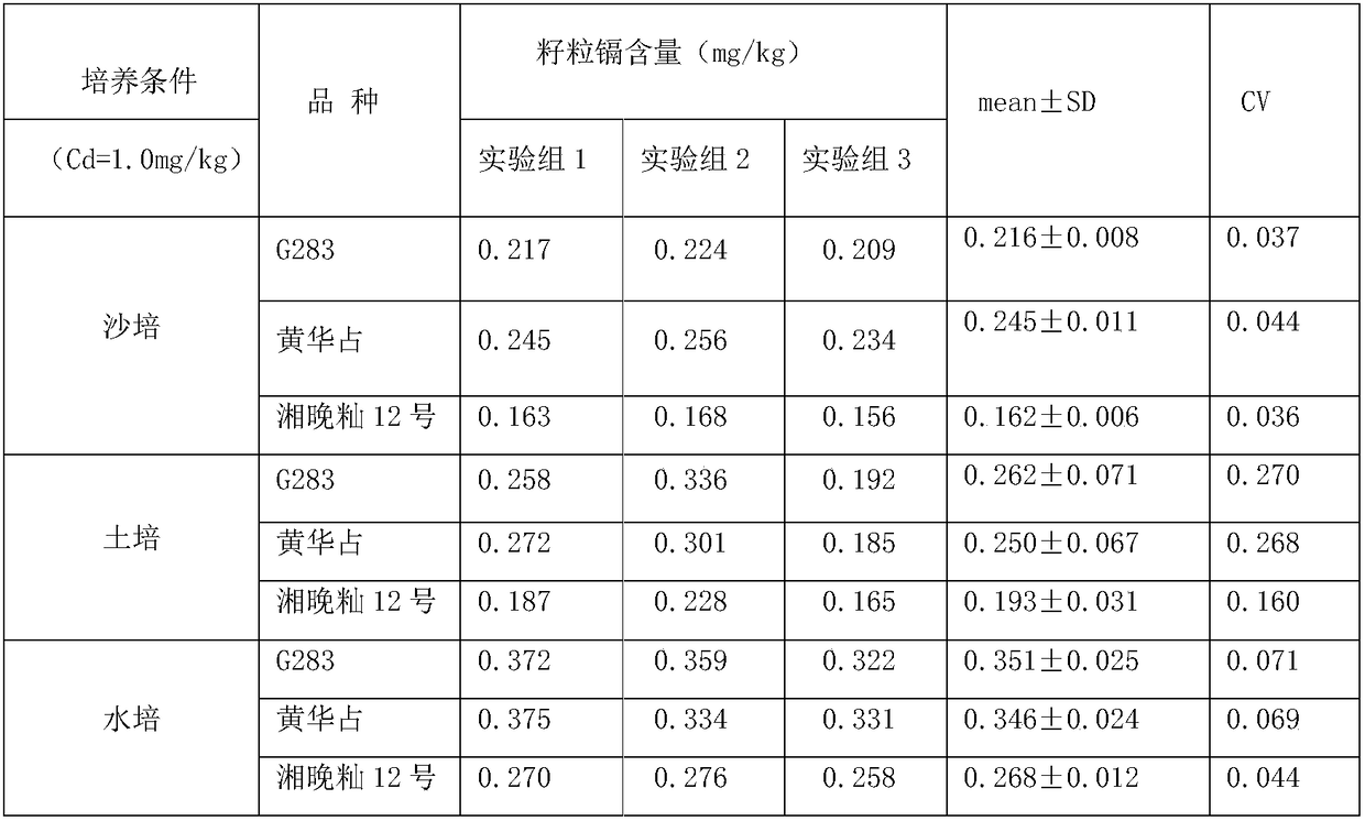 Sand culture method capable of quickly screening low-cadmium grain rice varieties