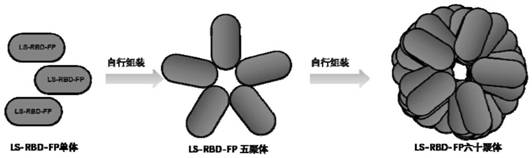 A 2,4-dioxotetrahydropteridine synthase-based dual-region subunit nanovaccine of the novel coronavirus S protein