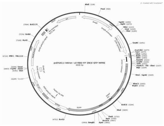 A 2,4-dioxotetrahydropteridine synthase-based dual-region subunit nanovaccine of the novel coronavirus S protein