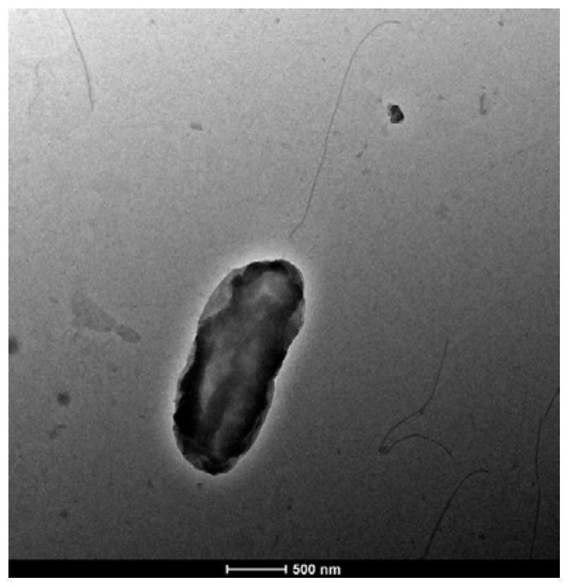 One alternate monolithic HT1 and its culture method and application