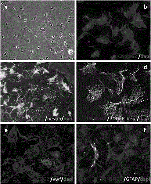 Method for separating and purifying adult ng2-positive stem cell population derived from multiple organs