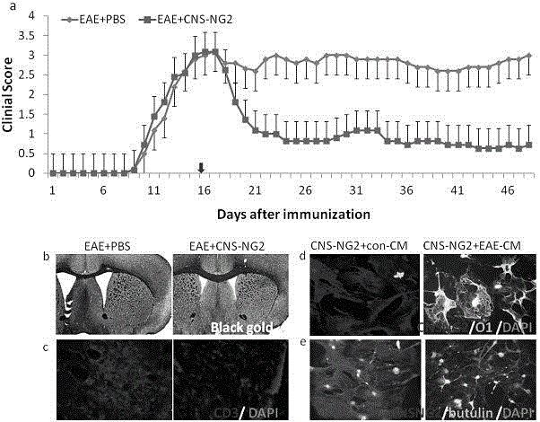 Method for separating and purifying adult ng2-positive stem cell population derived from multiple organs