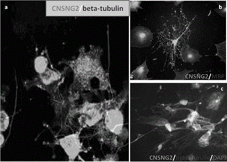 Method for separating and purifying adult ng2-positive stem cell population derived from multiple organs