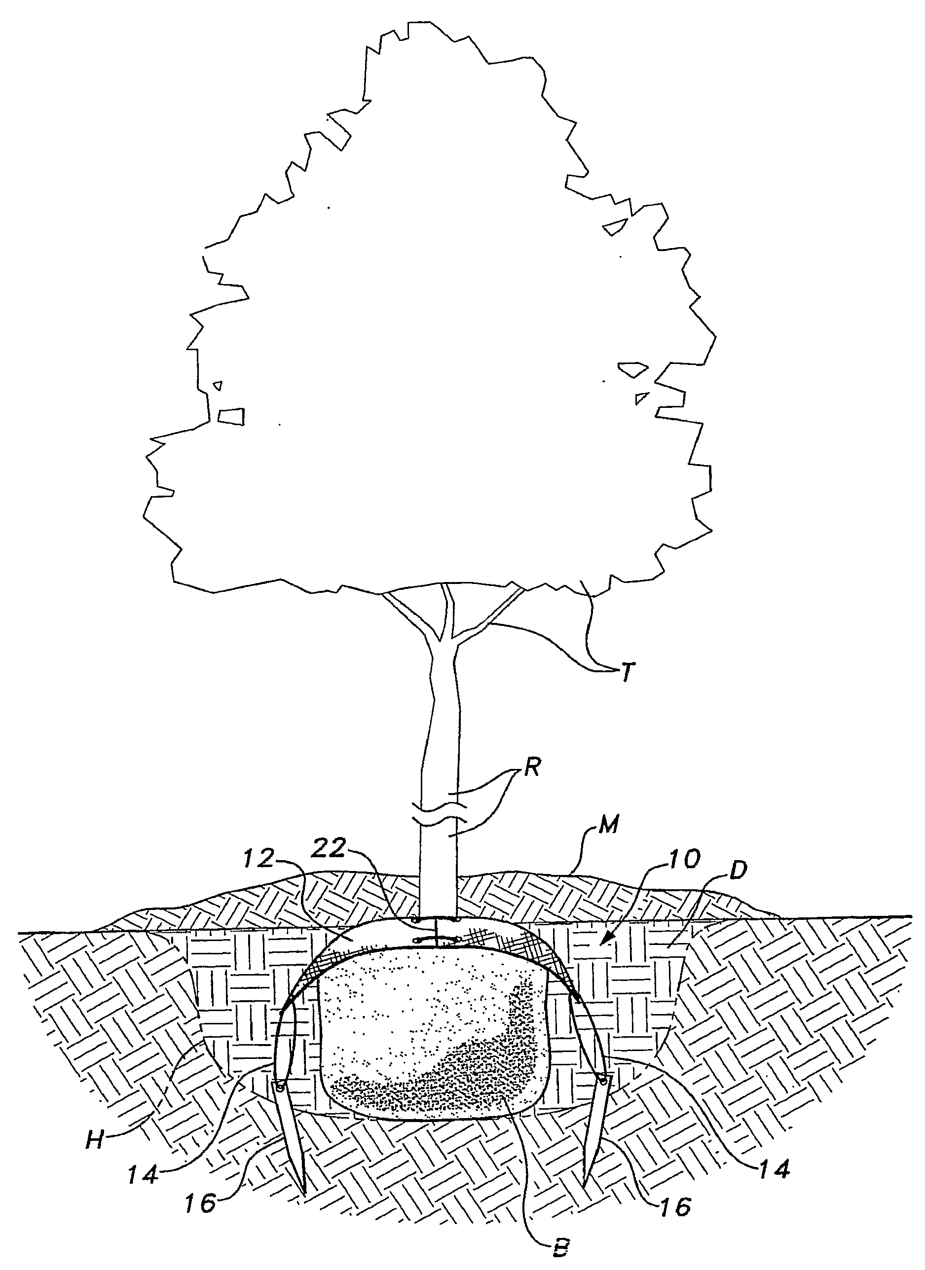 Belowground tree anchoring apparatus and method