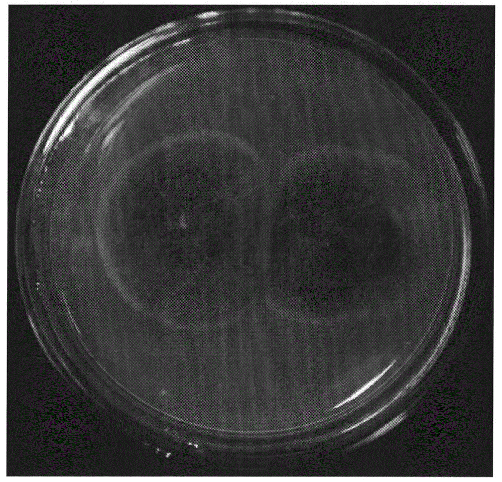 Pantala flavescens larva intestinal tract endophytic fungus Curvularia crepinii and application thereof