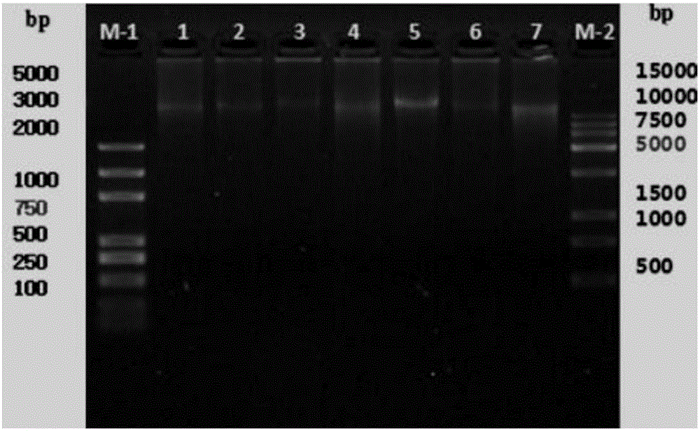 Application of SNP molecular marker closely linked to aphid resistance gene of prunus persica