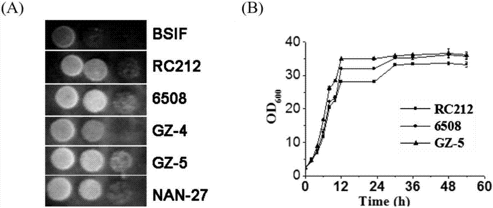 Saccharomyces cerevisiae strain and application thereof in comprehensive utilizing xylose mother liquor and corn cob residues to produce xylitol