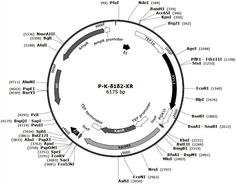 Saccharomyces cerevisiae strain and application thereof in comprehensive utilizing xylose mother liquor and corn cob residues to produce xylitol