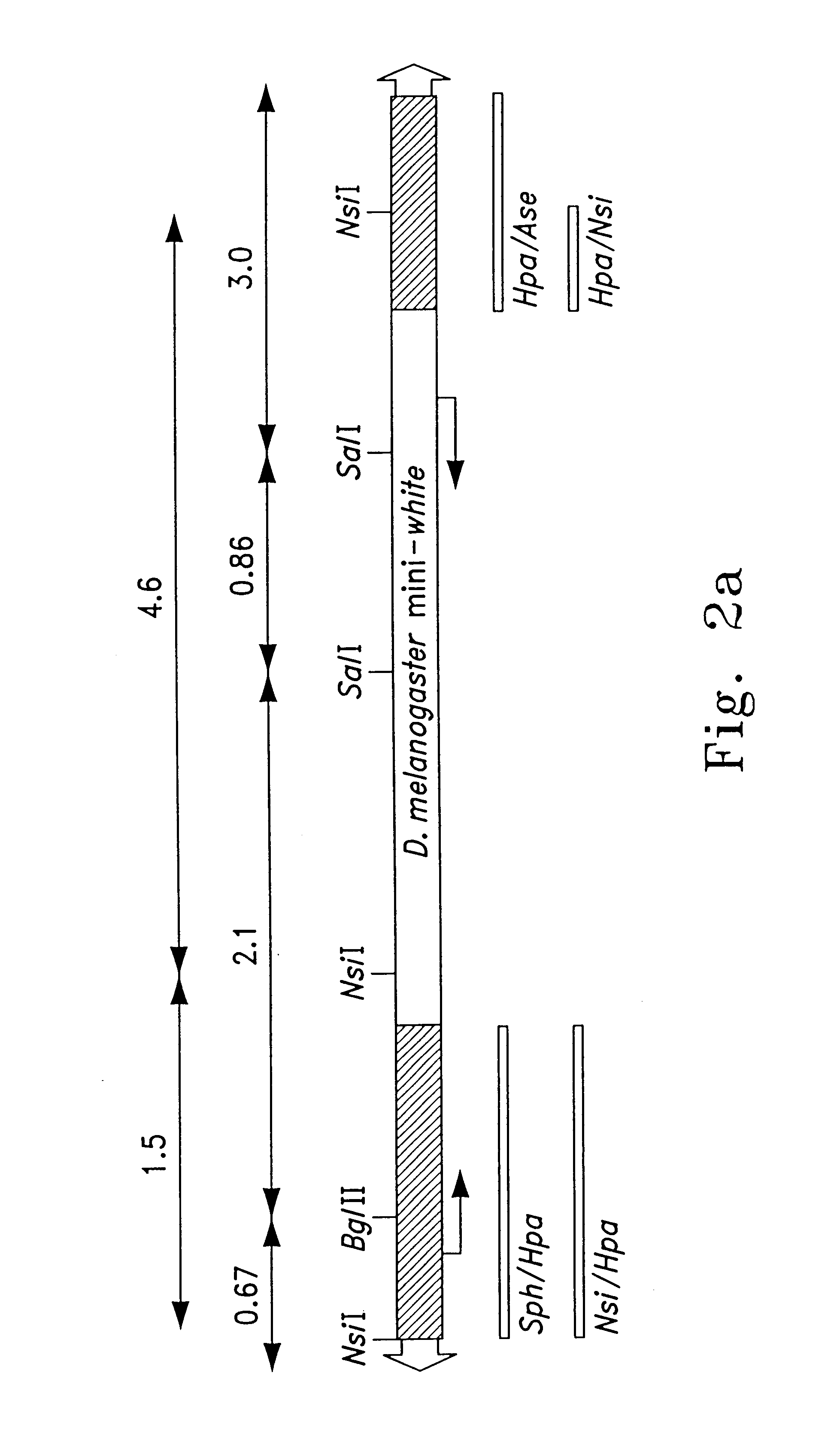 PiggyBac transformation system