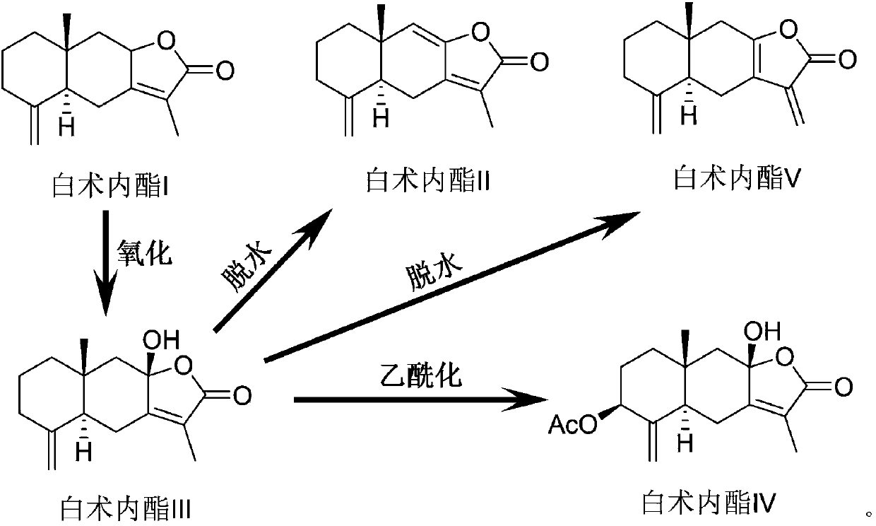 Application of atractylenolide IV to preparation of CIK cell cryopreservation solution