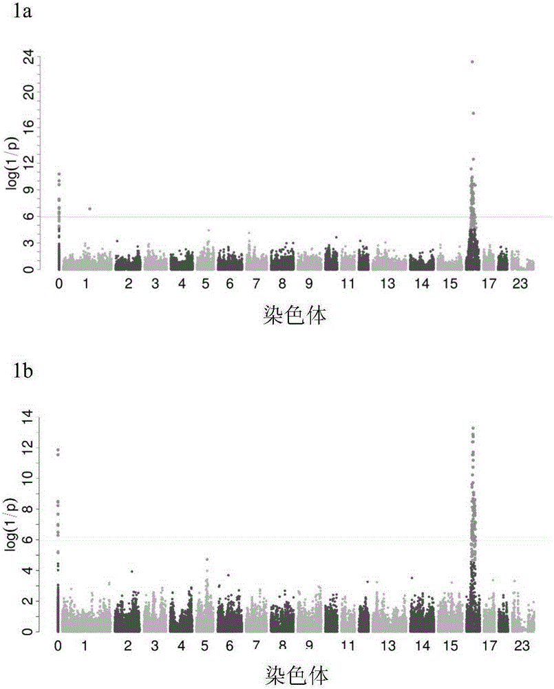 SNP marker and application thereof