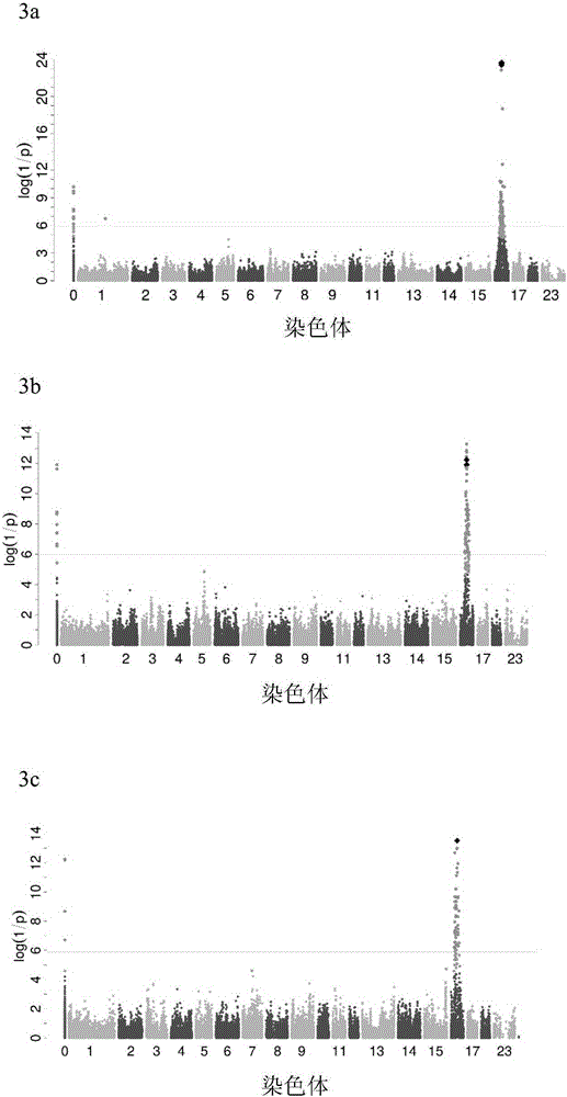 SNP marker and application thereof