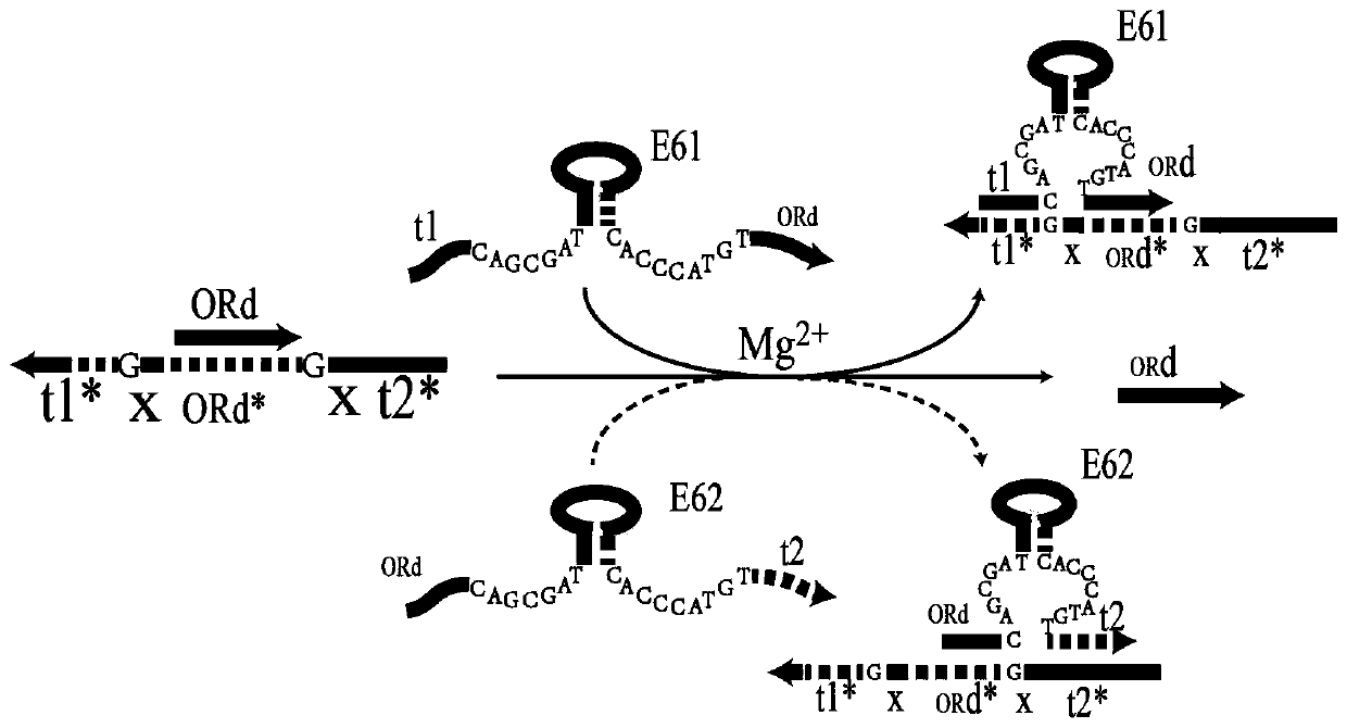 Remote DNA strand displacement method of magnesium ion induced E6-type DNA ribozyme allosterism