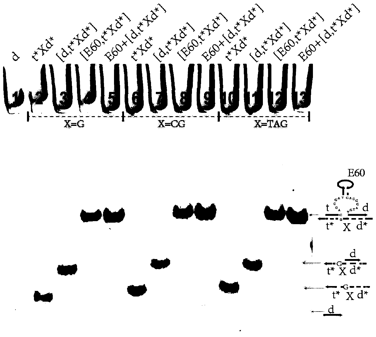 Remote DNA strand displacement method of magnesium ion induced E6-type DNA ribozyme allosterism