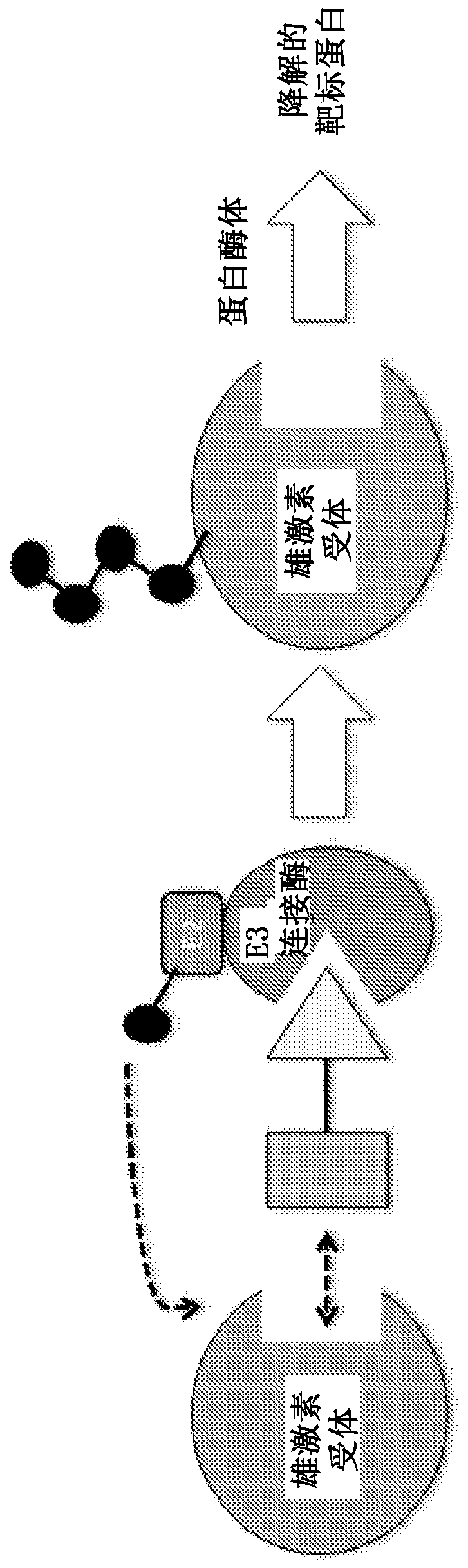 Compounds and methods for the targeted degradation of androgen receptor