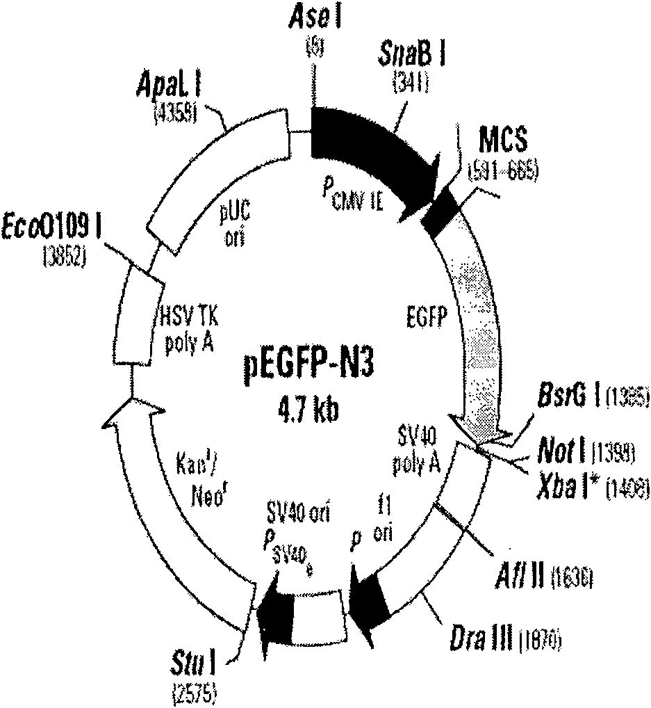 Gene tiny chain carrier, construction method and application of the same