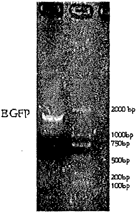 Gene tiny chain carrier, construction method and application of the same