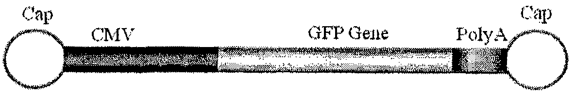 Gene tiny chain carrier, construction method and application of the same