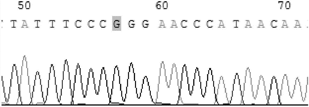 Fluorescence quantitative PCR (Polymerase Chain Reaction) detection kit and detection method