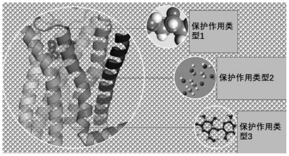 Molecular protection and prescription design method for protein drug activity