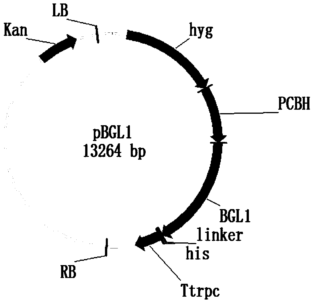 A strain of Trichoderma reesei genetic engineering bacteria with high cellulase production induced by soluble and insoluble carbon sources and its construction method and application