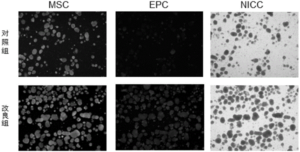 Improved stem/progenitor cell and regenerative porcine islet cell co-culturing method