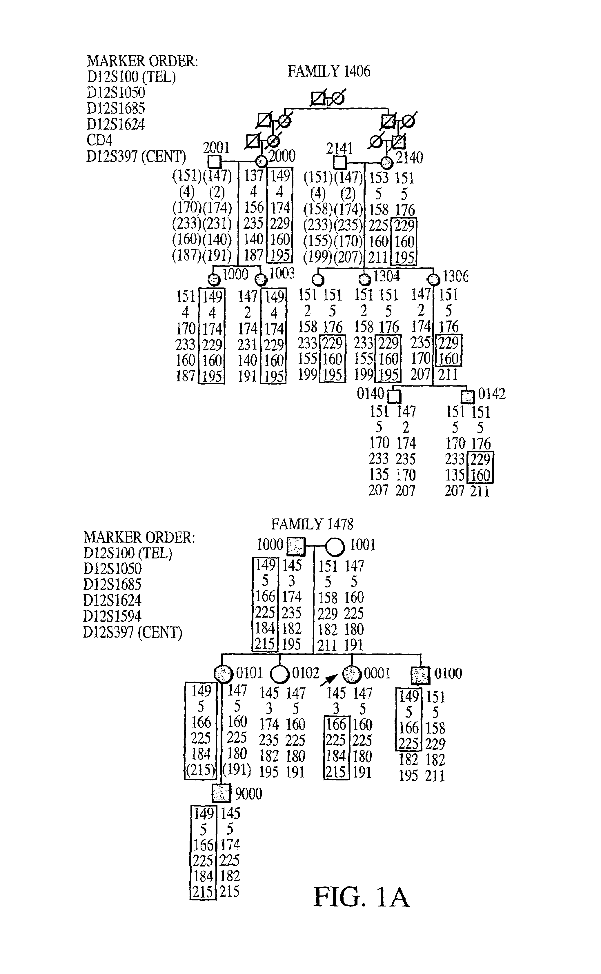 Fibroblast growth factor (FGF23) nucleic acids