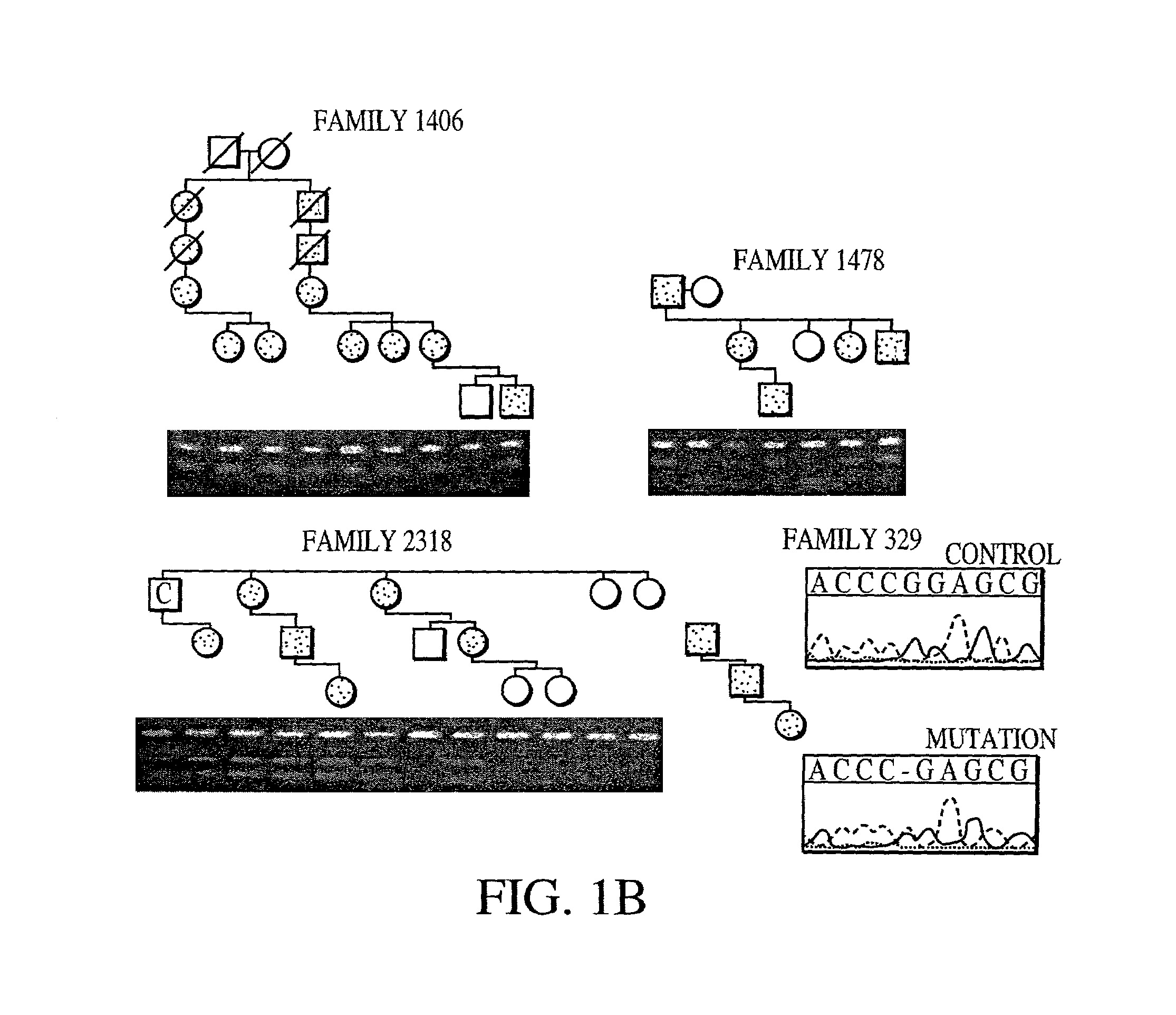 Fibroblast growth factor (FGF23) nucleic acids