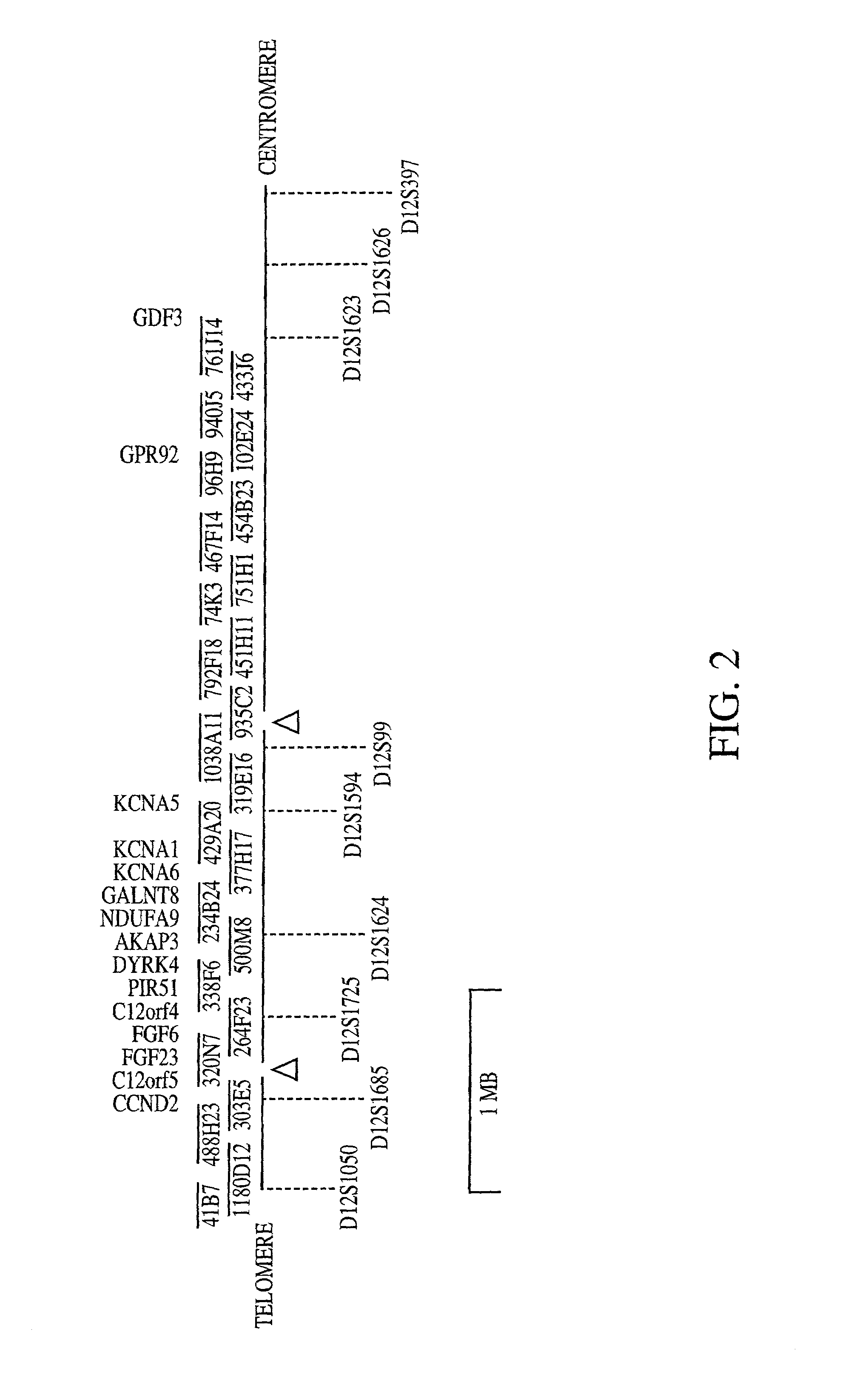 Fibroblast growth factor (FGF23) nucleic acids