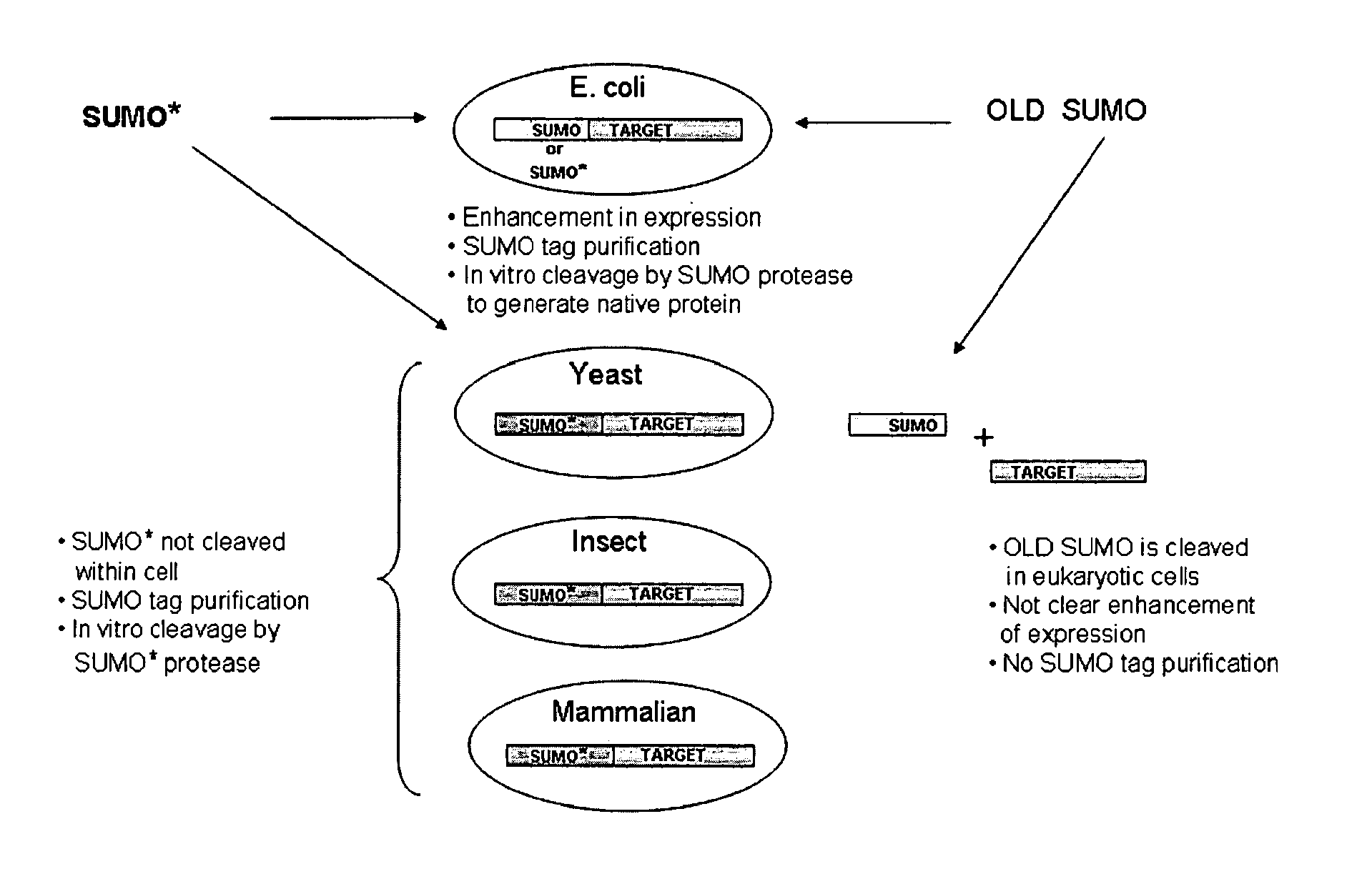 Methods and Compositions for Enhanced Protein Expression and Purification