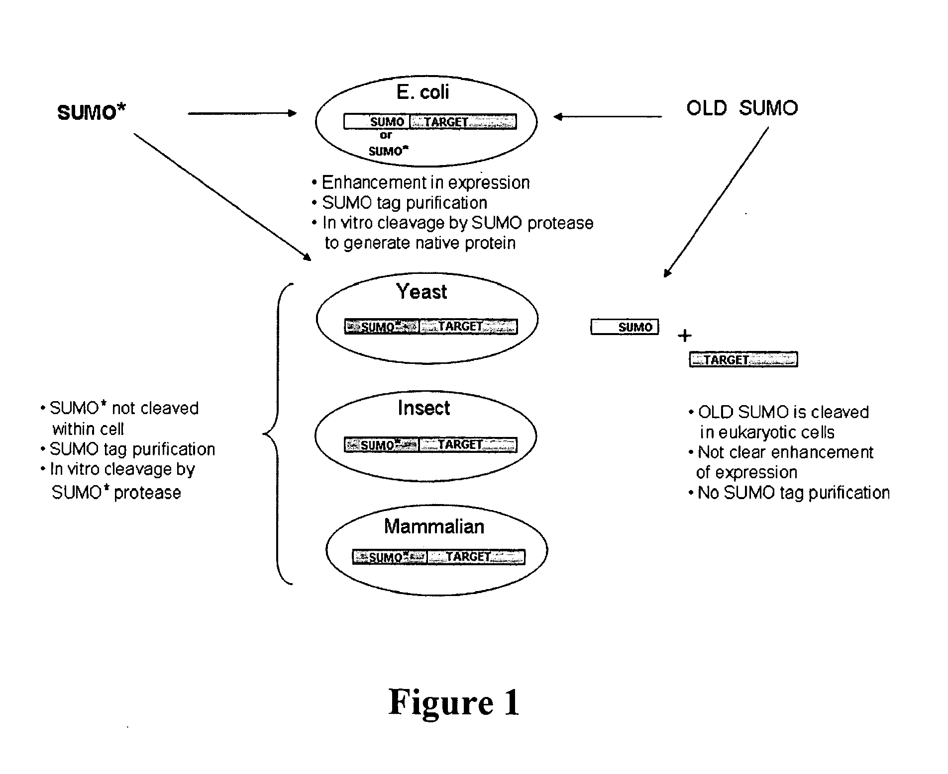 Methods and Compositions for Enhanced Protein Expression and Purification