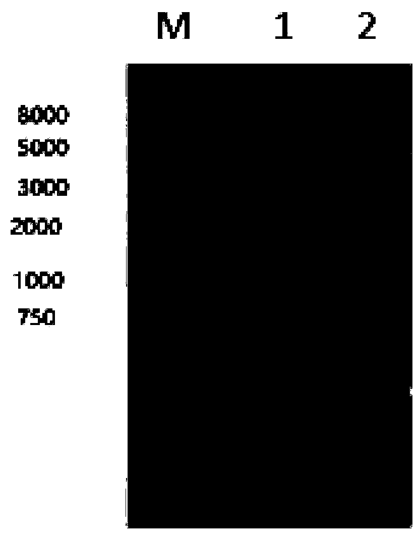 Universal indirect ELISA kit for detecting type 1 and type 3 duck hepatitis A virus serum antibodies, and application thereof