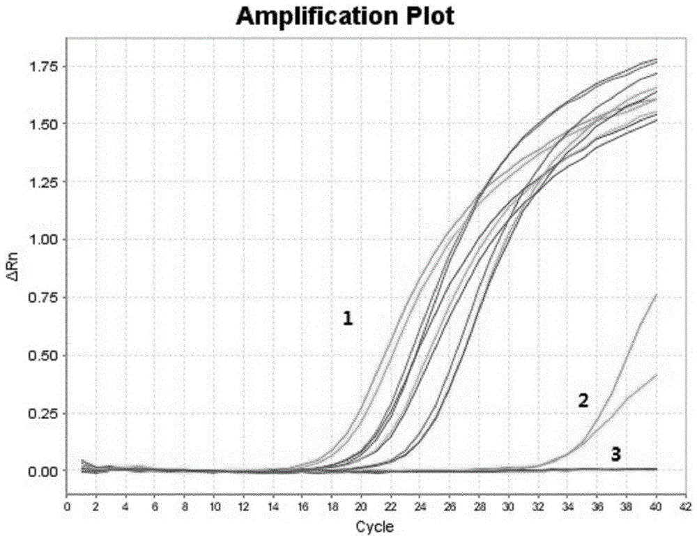 Detection primer and probe system for gallibacterium and detection method of gallibacterium