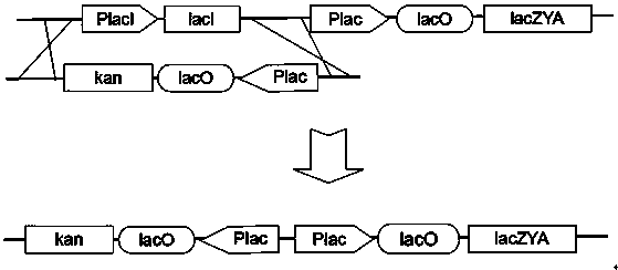 A method for realizing scarless homologous recombination of Escherichia coli genes