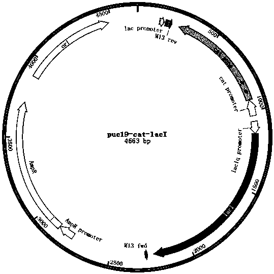 A method for realizing scarless homologous recombination of Escherichia coli genes