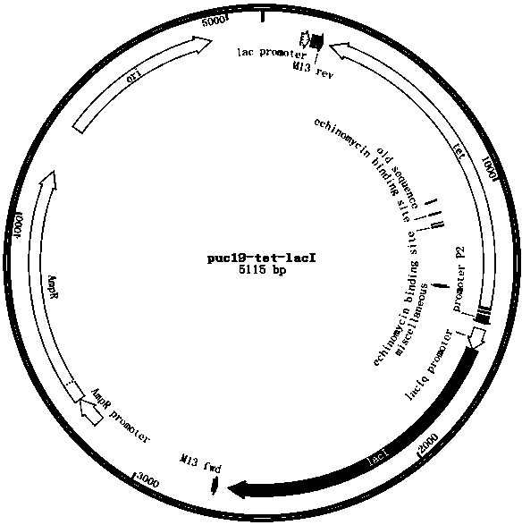 A method for realizing scarless homologous recombination of Escherichia coli genes