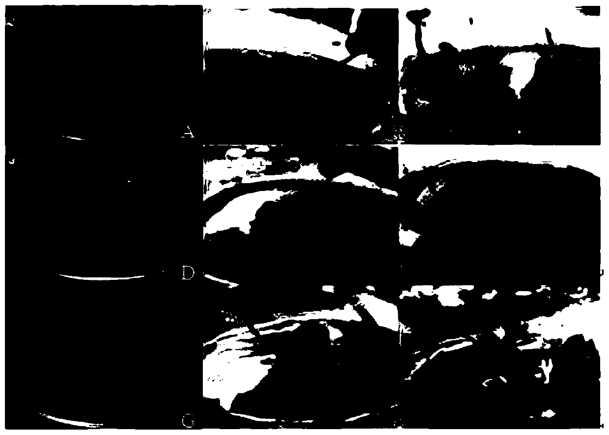 Rapid propagation method of Liriodendron chinense (Hemsl.)Sarg. x Liriodendron tulipifera L. with bud as an explant