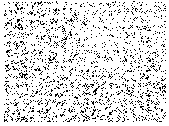 Method for identifying positive cells and negative cells of immunologic tissue