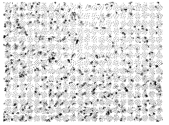 Method for identifying positive cells and negative cells of immunologic tissue