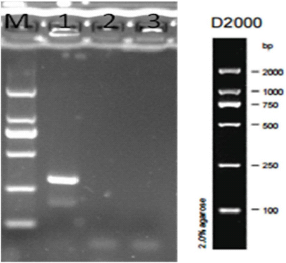 Clostridium ghonii specific PCR detection primers and method